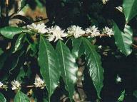 Coffee flowers