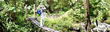 Hiking and Birding tours on the Sendero de Los quetzales Boquete Panama