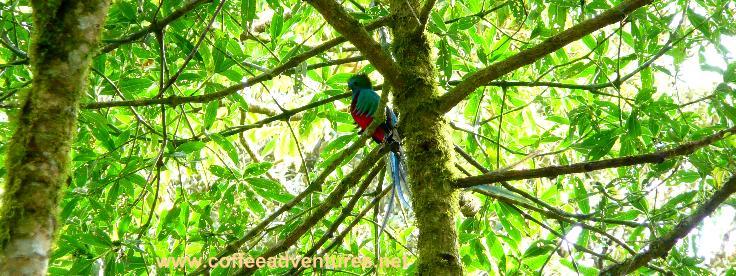 Quetzal cloud forest, old indian trail, Coffee adventures tours, Boquete, Panama