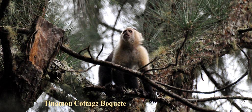 photo from the Highland Tinamou White faced Capuchin monkey