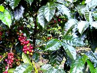 Koffie bessen, Kotowa, coffee tour, Boquete, Panama