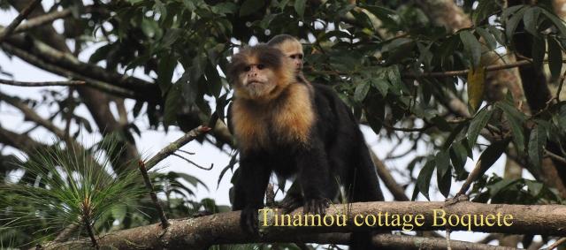 Capuchin monkeys in front of the great Tinamou Cottage, Boquete, Panama